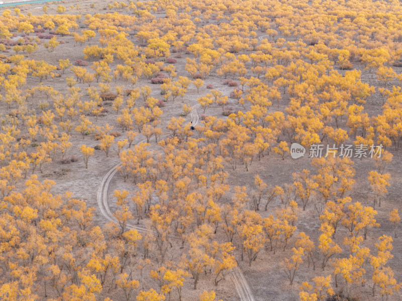 新疆南疆巴州沙雅139秘境公路胡杨林航拍