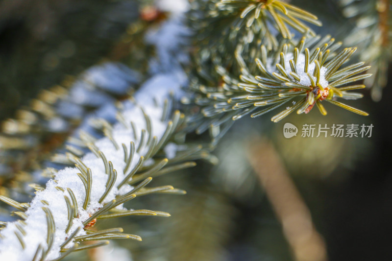 带雪的松树枝条特写