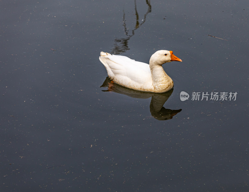 湖泊池塘中的鸭子鹅水禽家禽动物