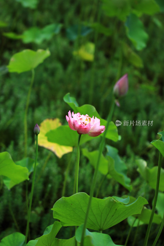 荷花盛开特写