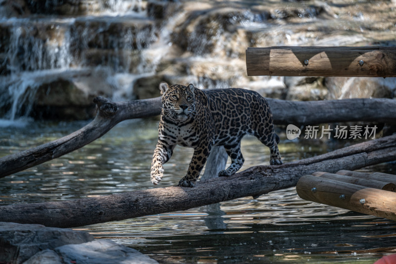 美洲豹在水边木头上行走