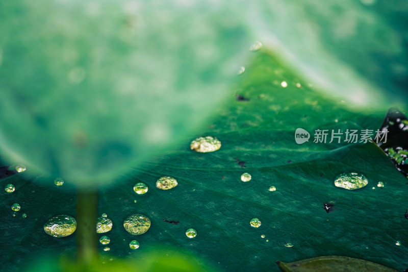 雨后荷叶上的露水珠