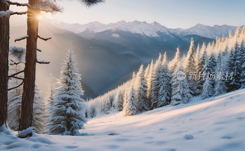 冬季森林白雪覆盖风景