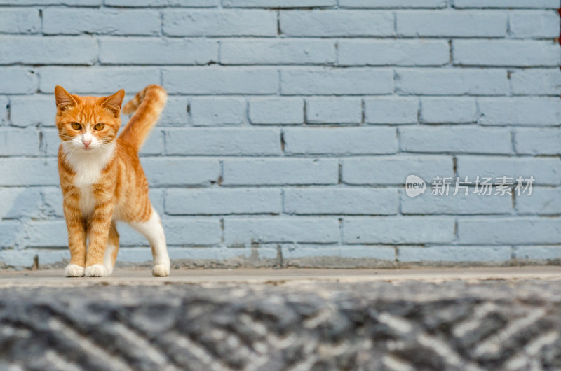 一只站在白墙边的花猫