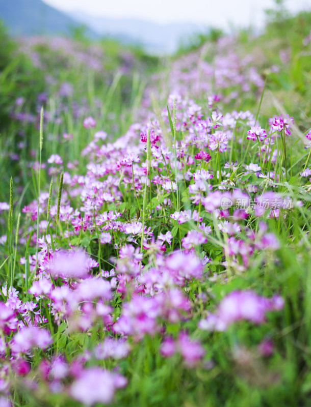 春天盛开的花朵