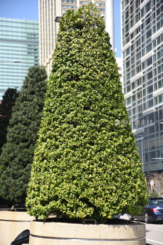 城市中造型独特的锥形绿植