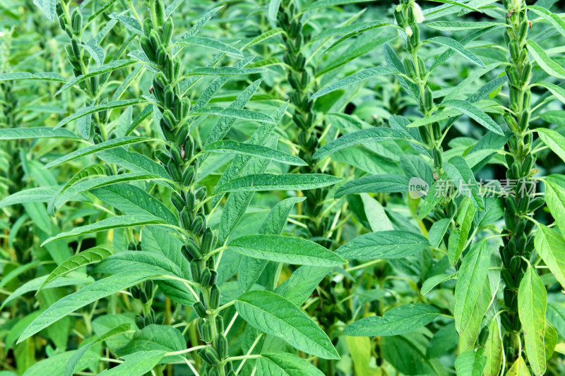 生长中的芝麻芝麻田