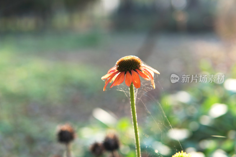 户外的菊科野花特写