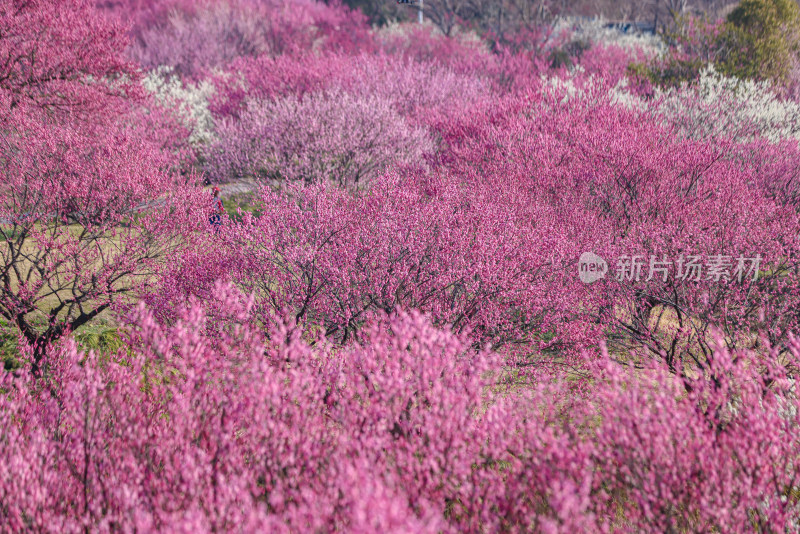 花开海上梅花节