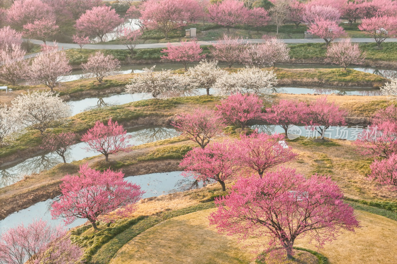 花开海上梅花节