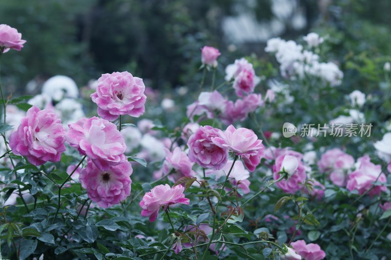 粉红色月季花 草莓冰山月季 2170