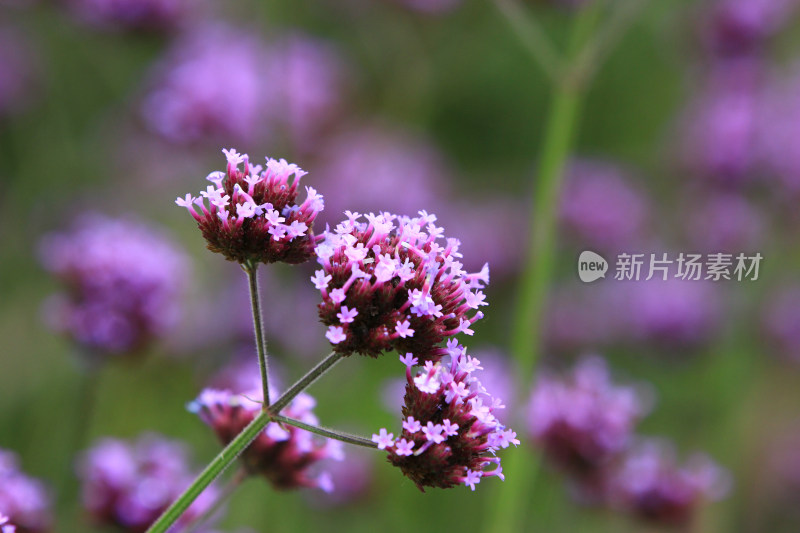 柳叶马鞭草紫色花