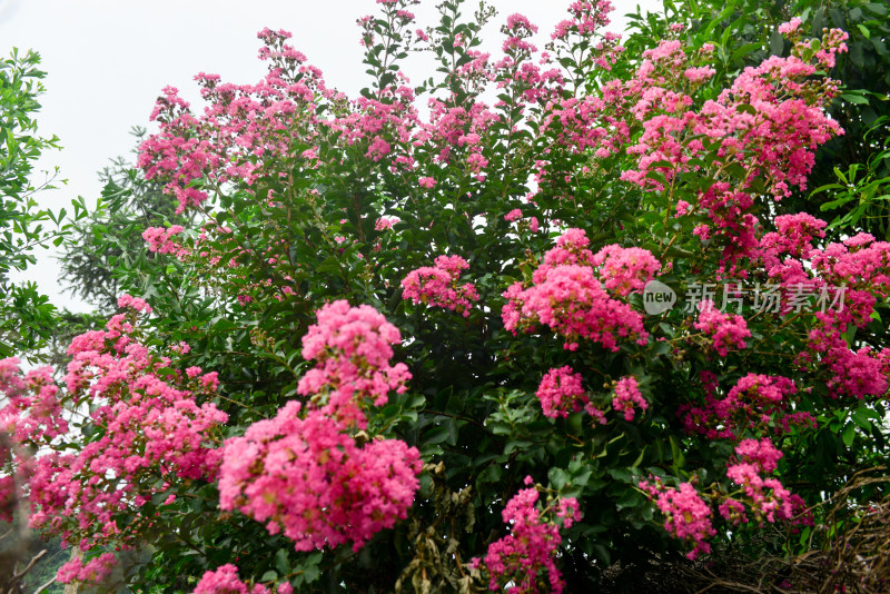 紫薇花卉花朵农村痒痒花痒痒树