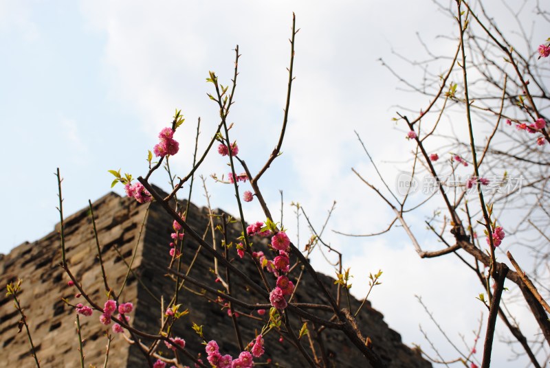 北京明城墙遗址公园 红色梅花