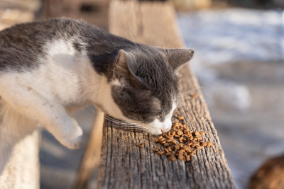 喂猫宠物猫吃猫粮奶牛猫