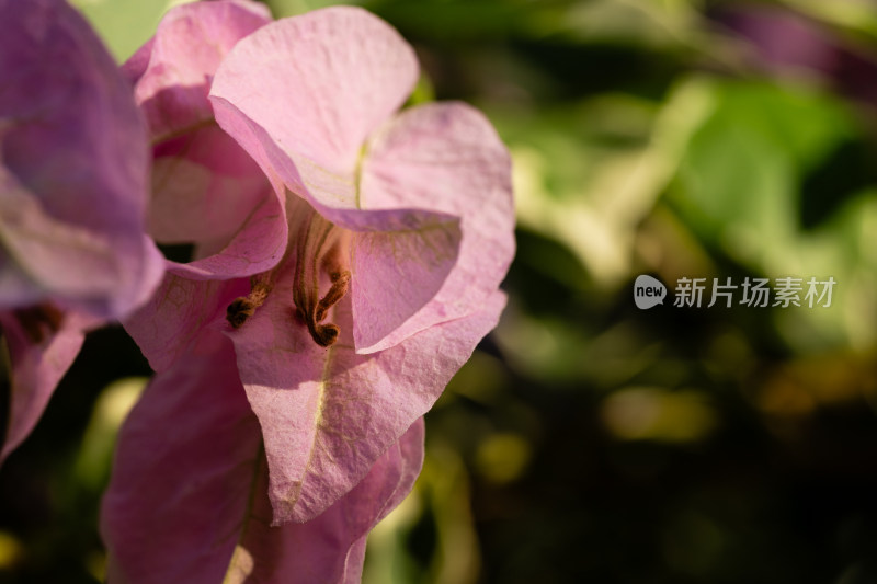 上海辰山植物园叶子花微距特写