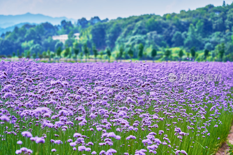 江西景德镇高岭村花海