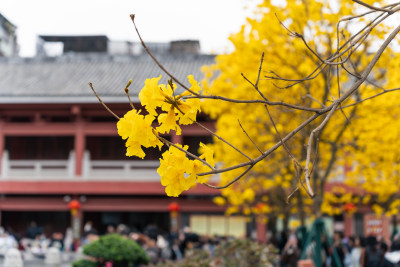 广州光孝寺黄花风铃木