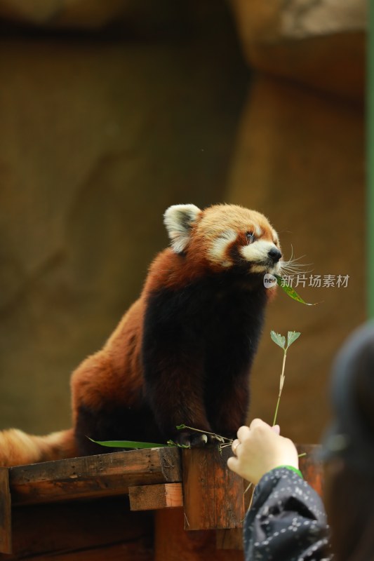 野生动物小熊猫