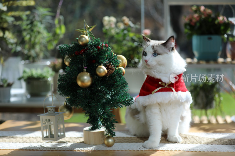 圣诞节扮演的猫坐在桌子上