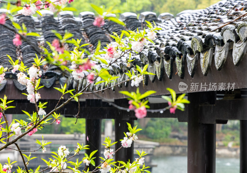 烟雨江南无锡蠡园春色