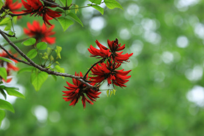 龙牙花象牙花