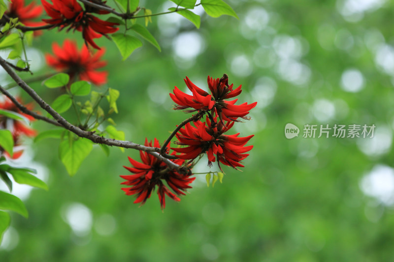 龙牙花象牙花