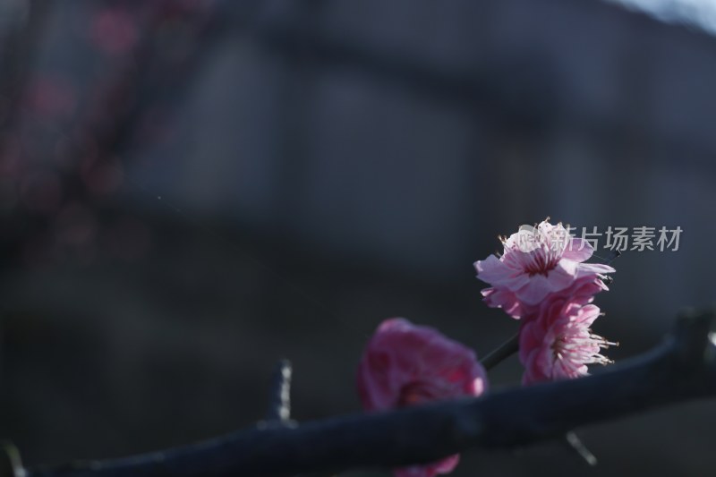 梅花 腊梅 红梅花