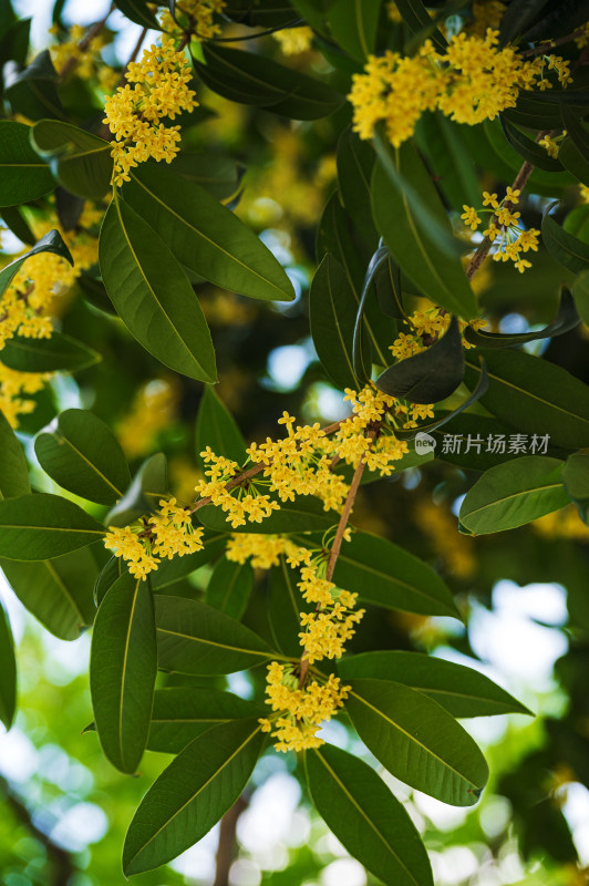 桂花树上盛开的金色桂花