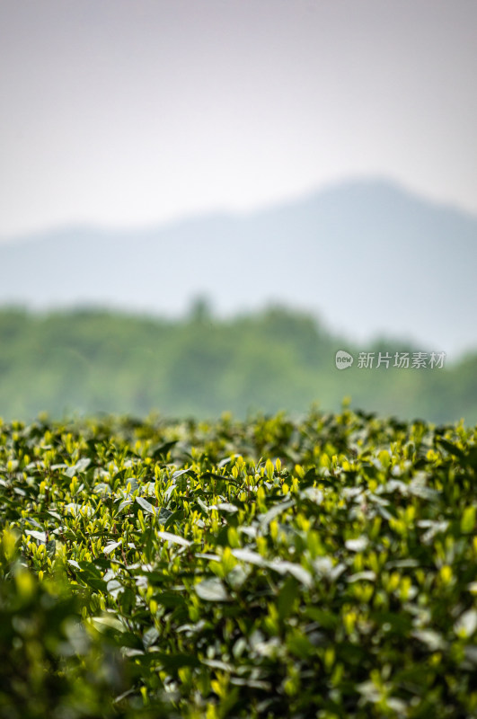 雨中的西湖龙井茶园自然风光