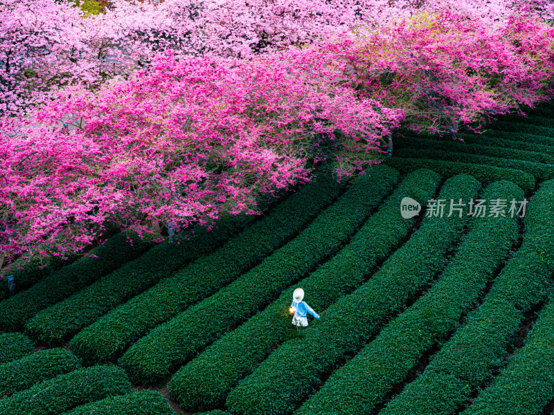 福建龙岩台品樱花院茶园樱花相映成趣照片