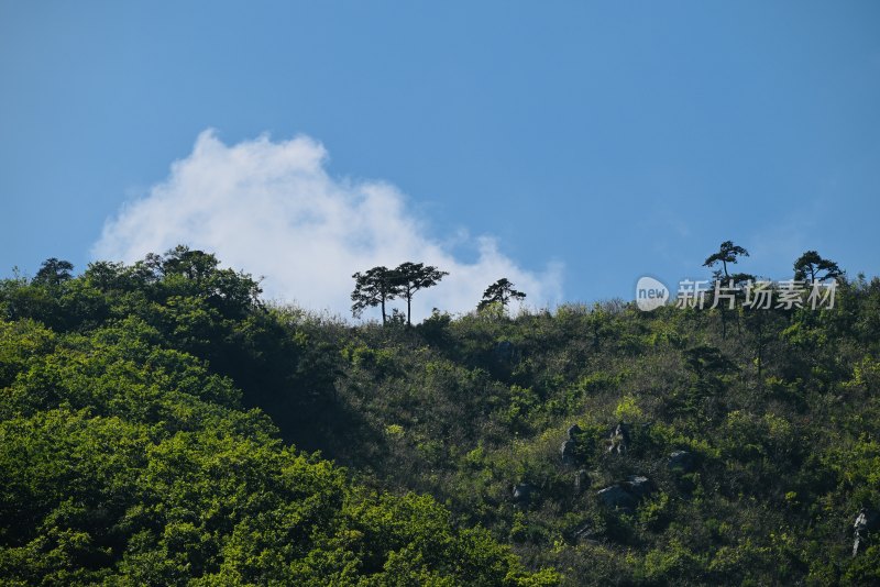 山顶上的树木