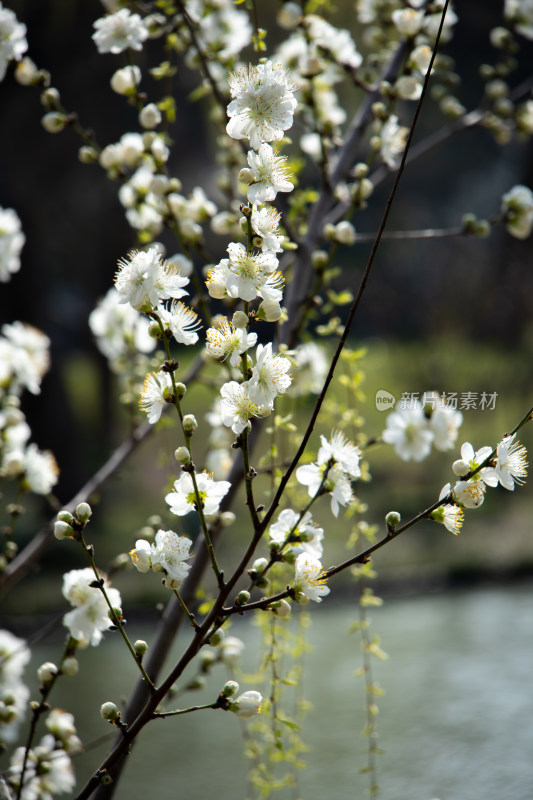 春天枝头盛开的白色桃花 白花山碧桃