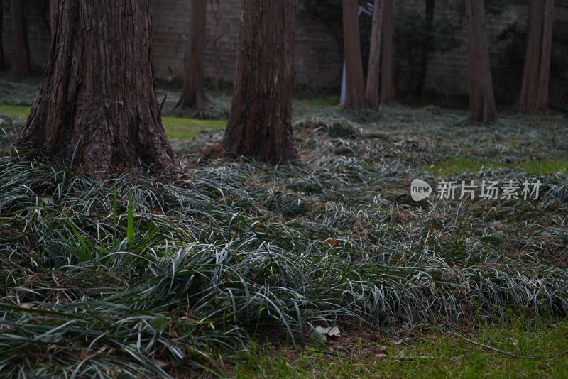 树林草地自然景观