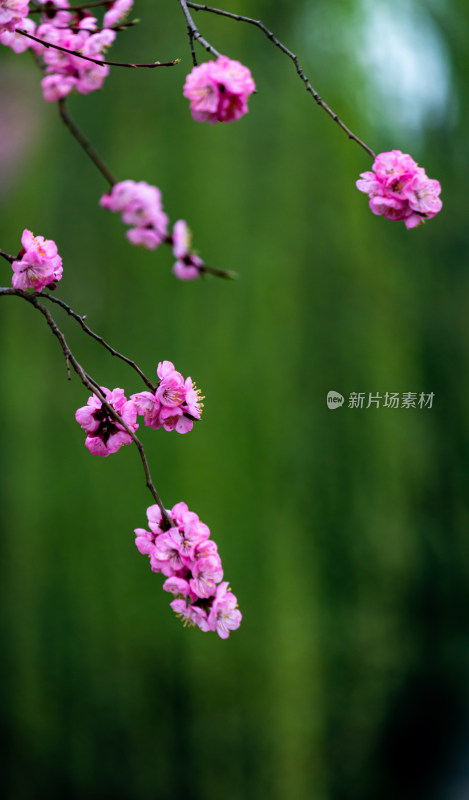 北京颐和园西堤山桃花开