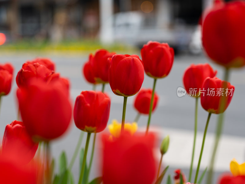 盛开的郁金香花