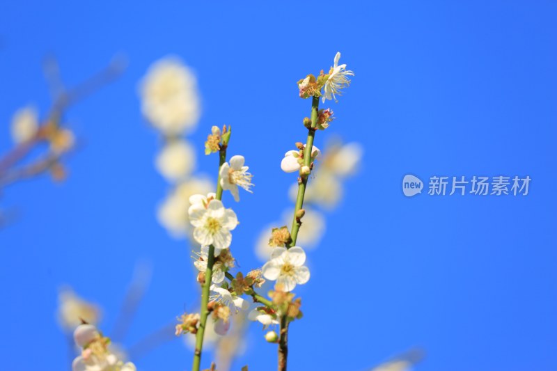 蓝天背景下绽放的白色花朵