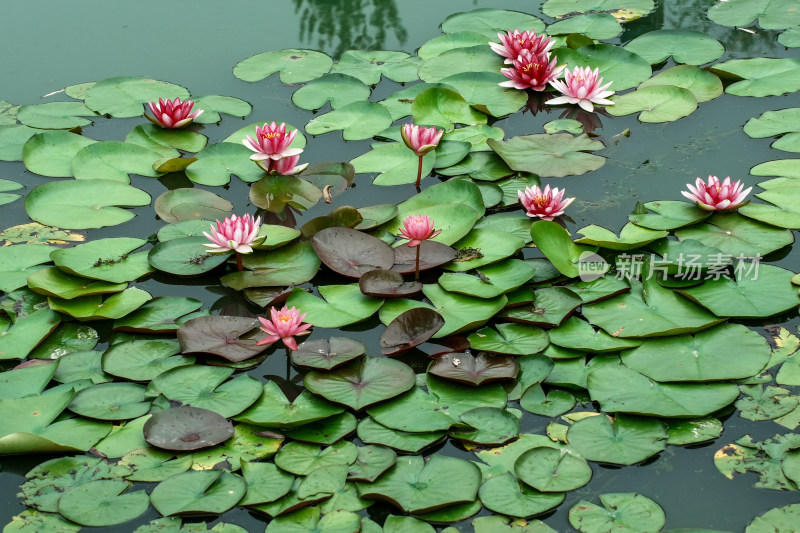 北京国家植物园睡莲