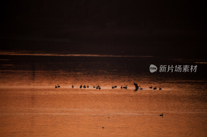 夕阳下水面上的鸟群晚霞