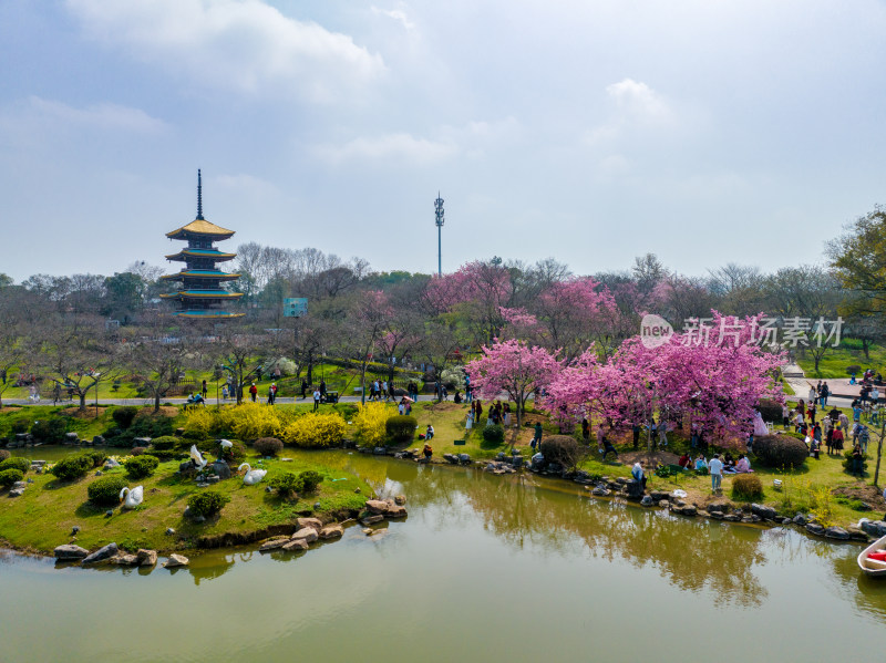 武汉东湖樱花园的早樱景色