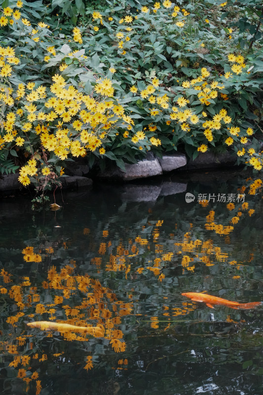 北京圆明园公园盛开的菊花