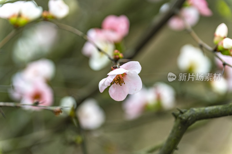 春天盛开的花朵