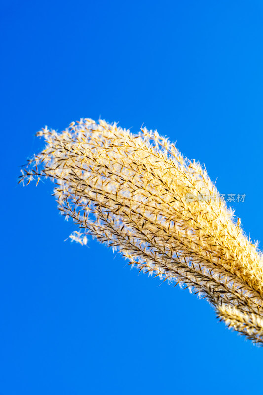 金秋时节，阳光下的芦苇叶子特写