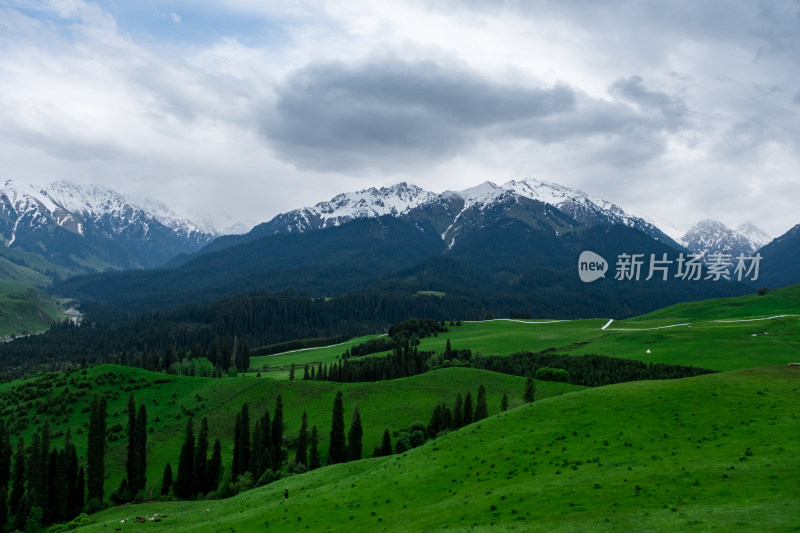 新疆伊犁恰西雪山森林草原风光