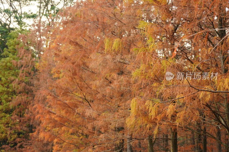 落羽杉广州