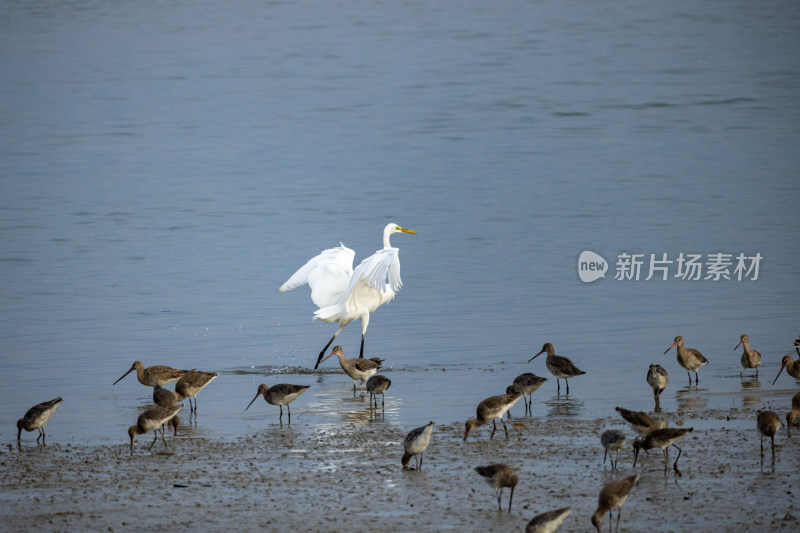 黑尾塍鹬在深圳湾公园飞翔