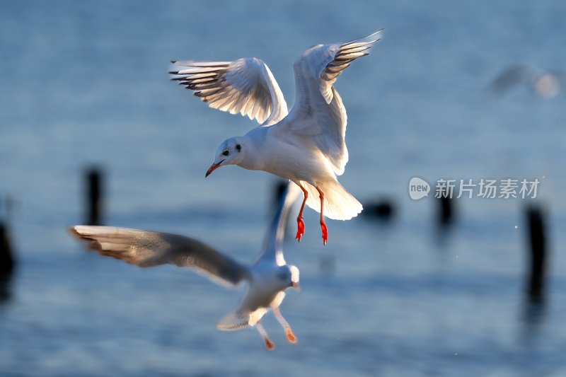 深圳湾海鸥在海面上方飞翔