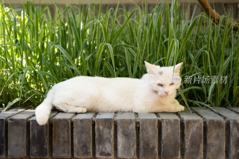 白猫在阳台上趴着