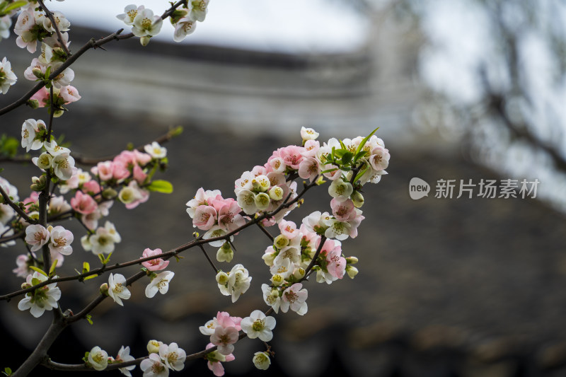 苏州园林网师园看松读画轩盛开的木瓜海棠花