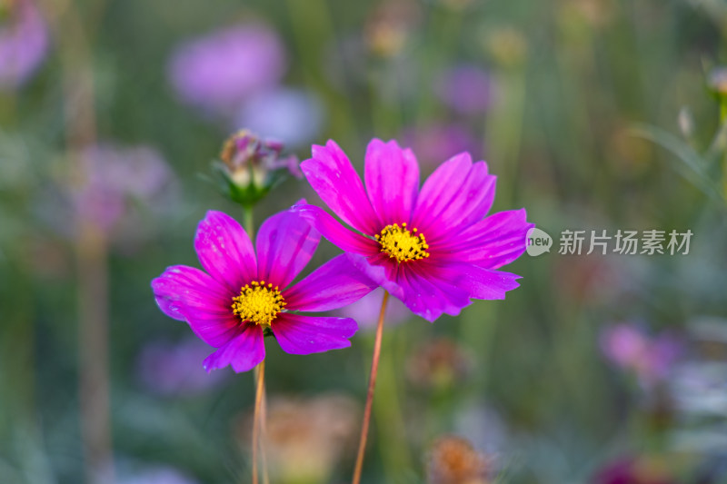 菊花、格桑花